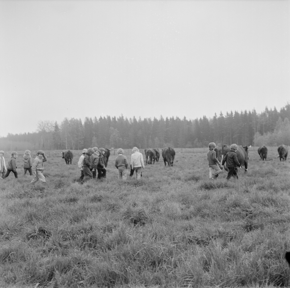 Elever bland kor på bete, Söderfors, Uppland, juni 1972
