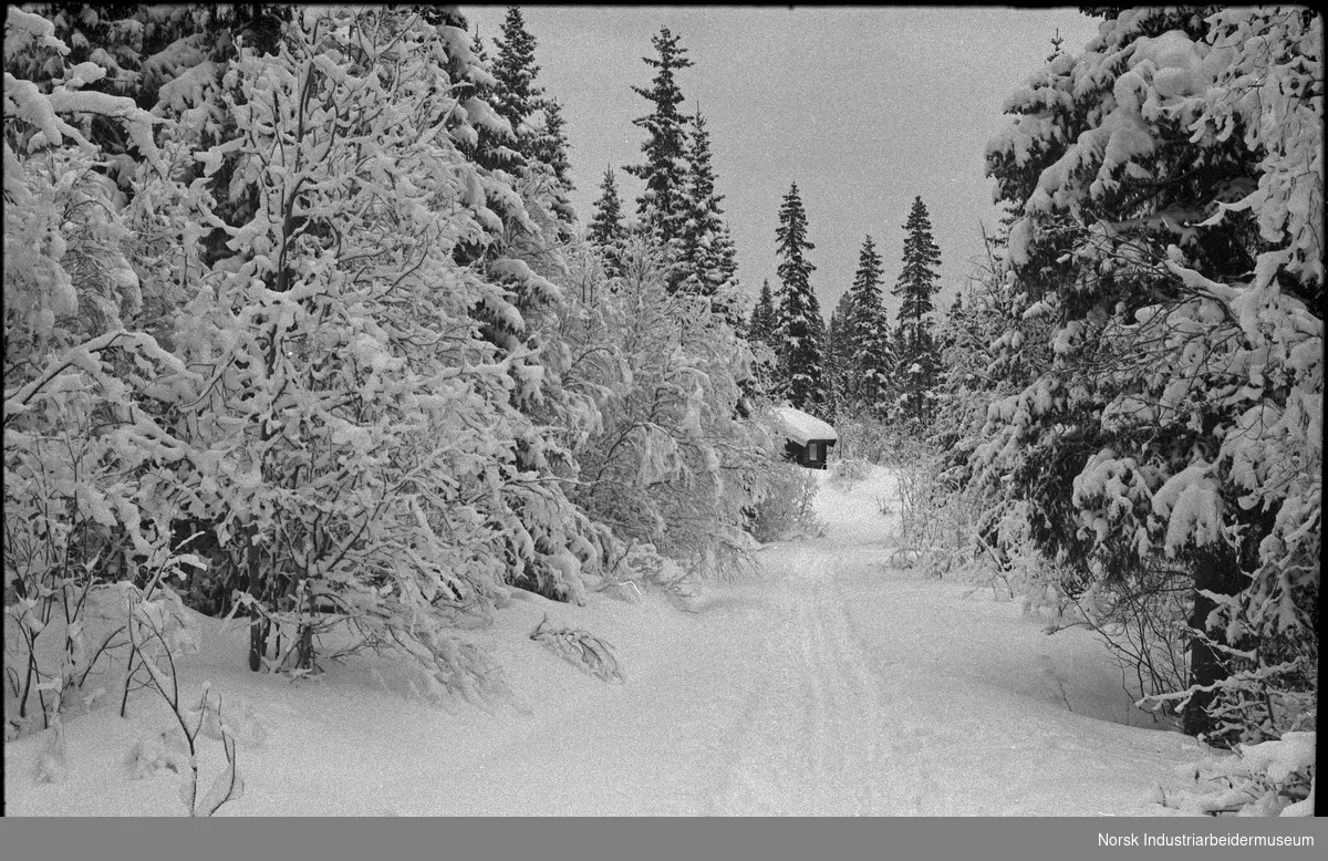 Skispor i vinterskogen leder frem til en hytte.