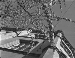 Kirsebærtreet ved Aars & Voss' skole.