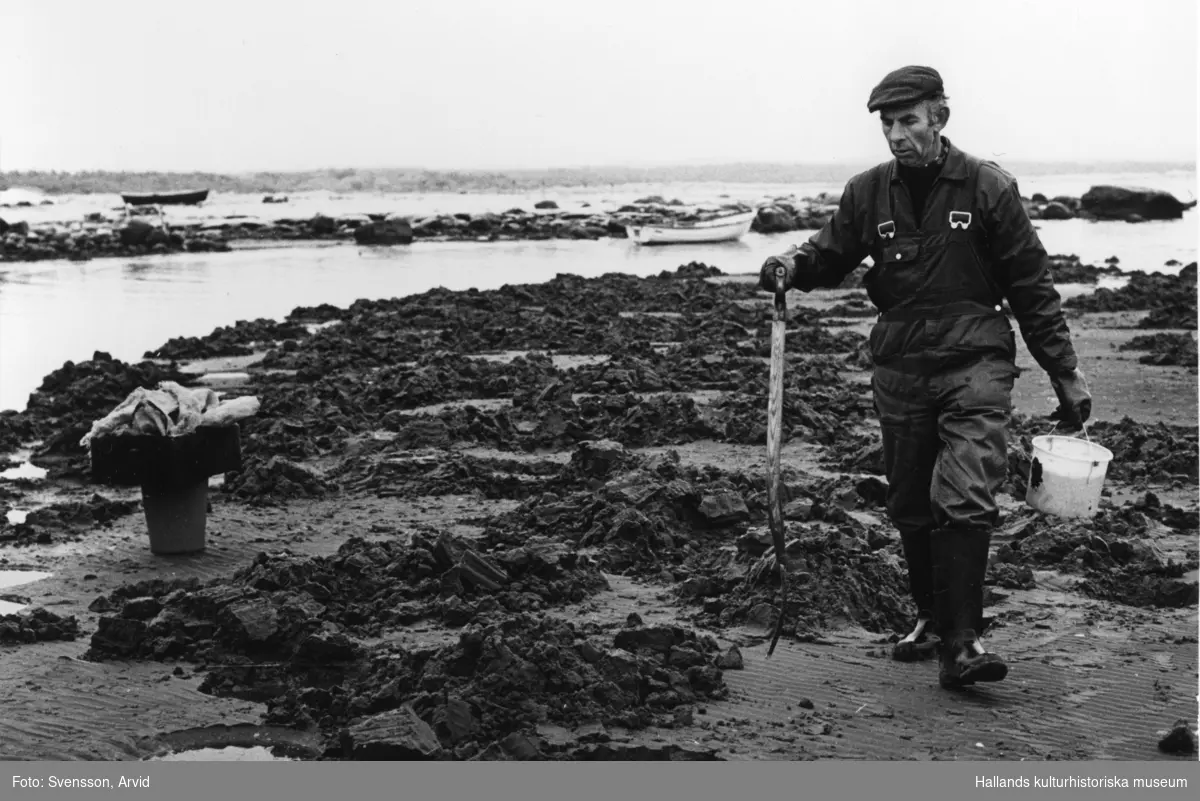 Walter och Ingemar gräver efter musslor på stranden.
(Se även bild VMA11264_15/16)