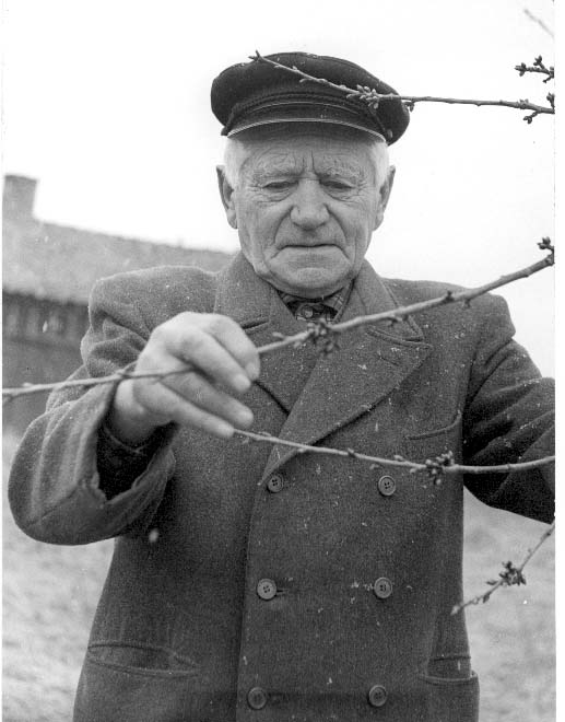 Porträtt av trädgårdsmästare Ernst Stark i Röttle. Han tittar på några grenar av ett fruktträd.