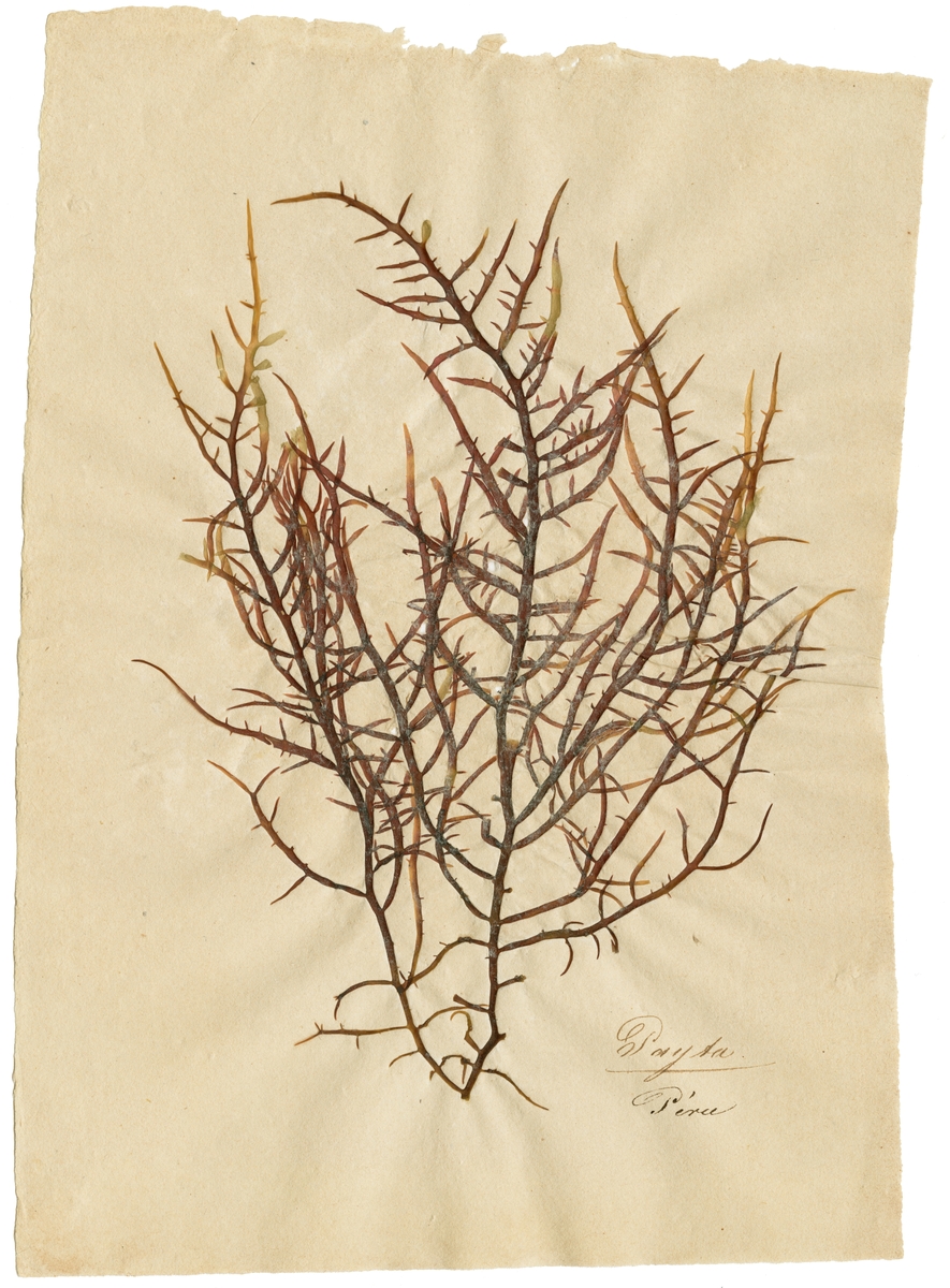 Snäcksamling förvarad i låda av mahogny. Handskriven förteckning över snäckorna som är numrerade i kuvert. I samlingen ingår även en bunt på 58 stycken pressade alger.