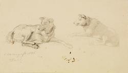 Studier av hunder [Tegning]