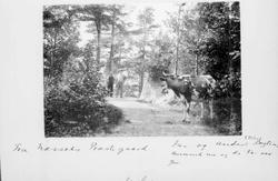 Album, prestegård, ku,