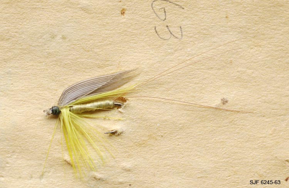 Ei tradisjonell våtflue med øye. Quillvinge av grå fjærseksjoner fra stærvinge, gul floss-silkekropp, gult hackle fra hane, og hale av fibre fra brun hane. 