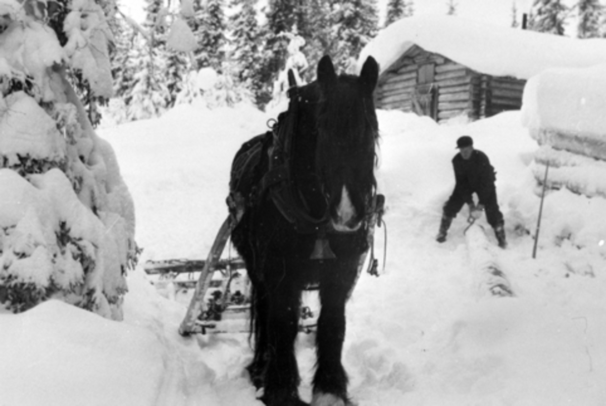 Lunning av tømmer, tømmerkjøring med hest, Reidar P., vinter, Kjøsbua, Furnes Almenning.