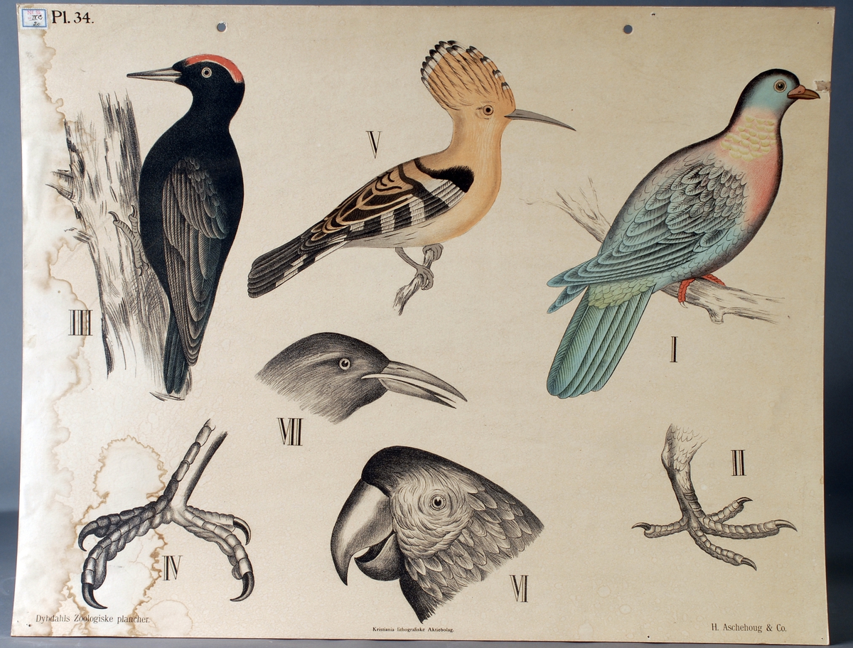 Spurve- klatrefugler; svartspett, hærfugl, hakkespett, papegøye, gjøk, fink og skogdue.