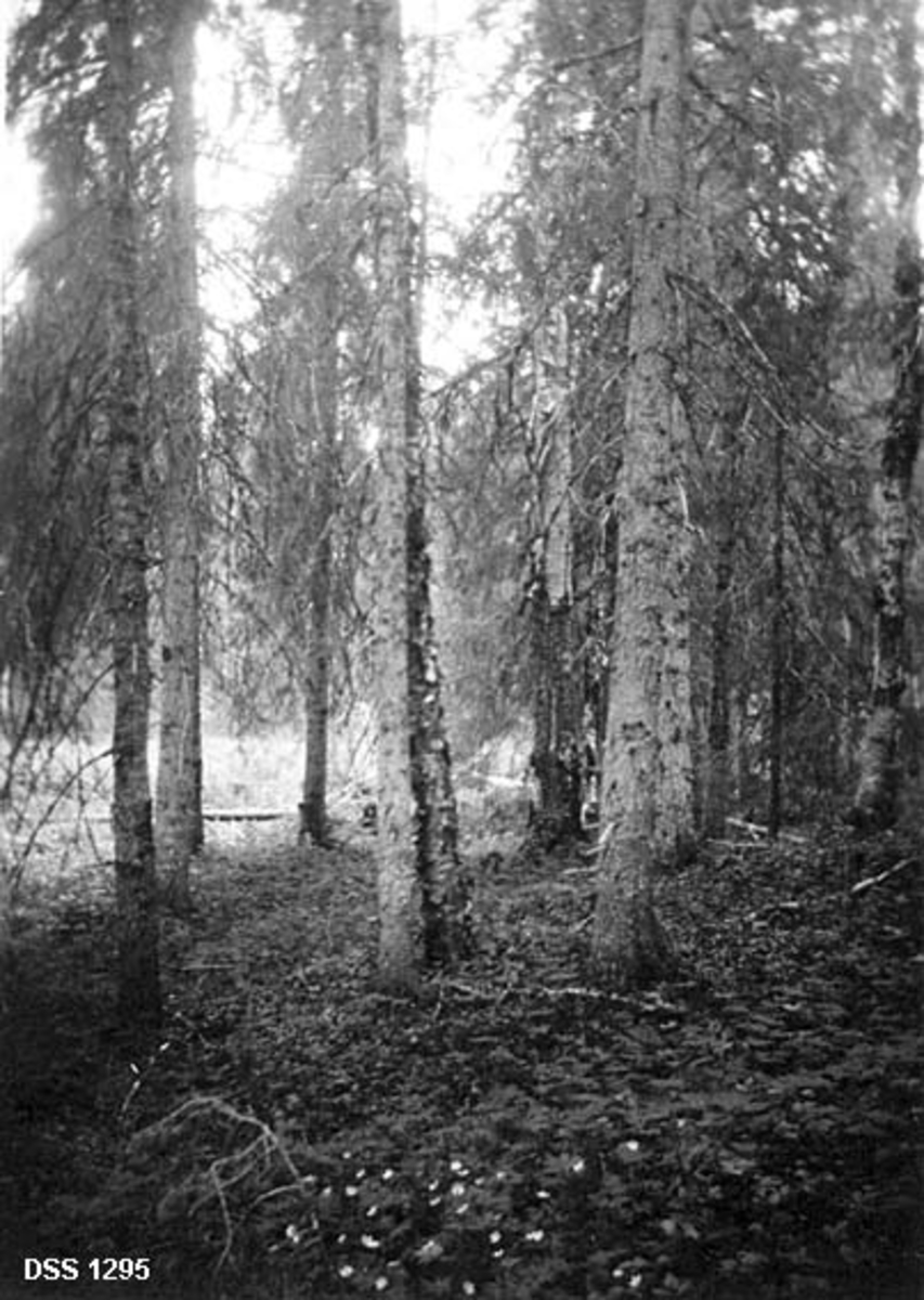 Granskog på «Gammeljorden» i Hattfjelldal statsskoger.  Fotografiet viser et forholdsvis tett og ensaldret bestand i forgrunnen, og et lite våtområde uten trær skimtes i bakgrunnen.