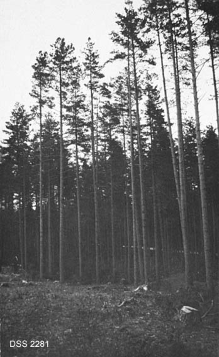 Prøveflate med høge, slanke furutrær, sett fra et snauhogd areal i flatt lende.  Fra Hornnes fogdegardsskog.
