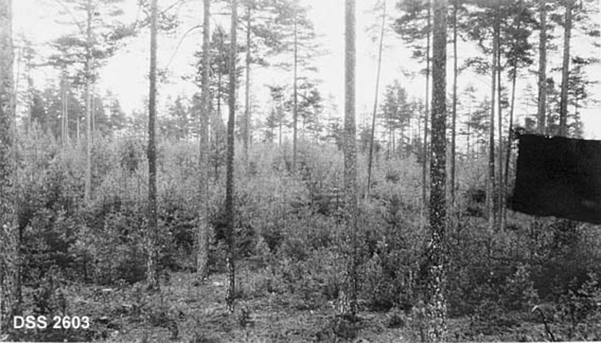 Fra Norderhov prestegårdskog. Flate med lange ranke furutrær i spredtstilling og tettere, sjølfrødd underskog av småfuru.  Uidentifisert svart felt i høyre bildekant. 