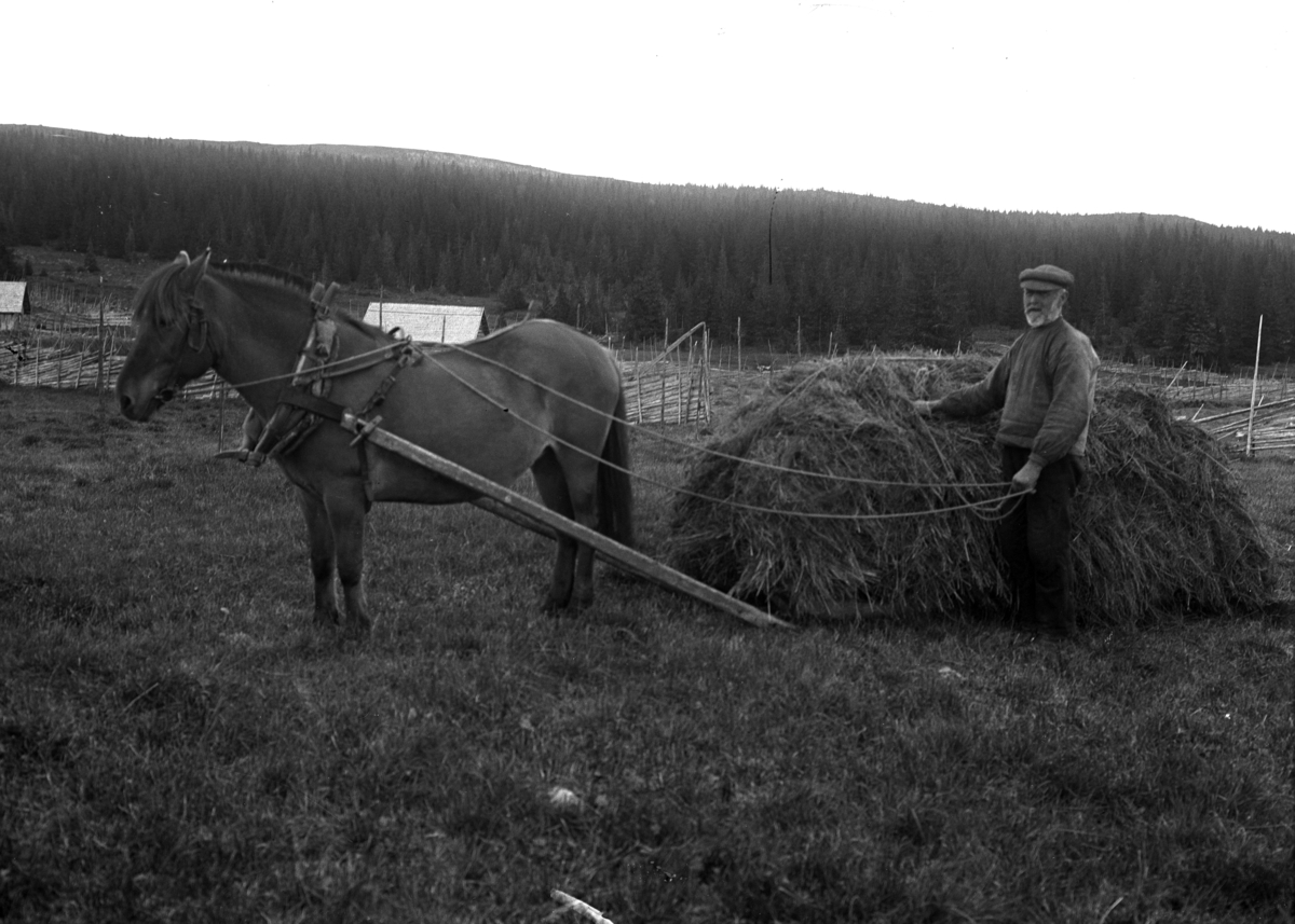 Ringsaker, Ringsakfjellet, Gammelskolla seter, innhøsting, slåttonn, Mathias Bogstisveen kjører høy på slede med hest, utmark