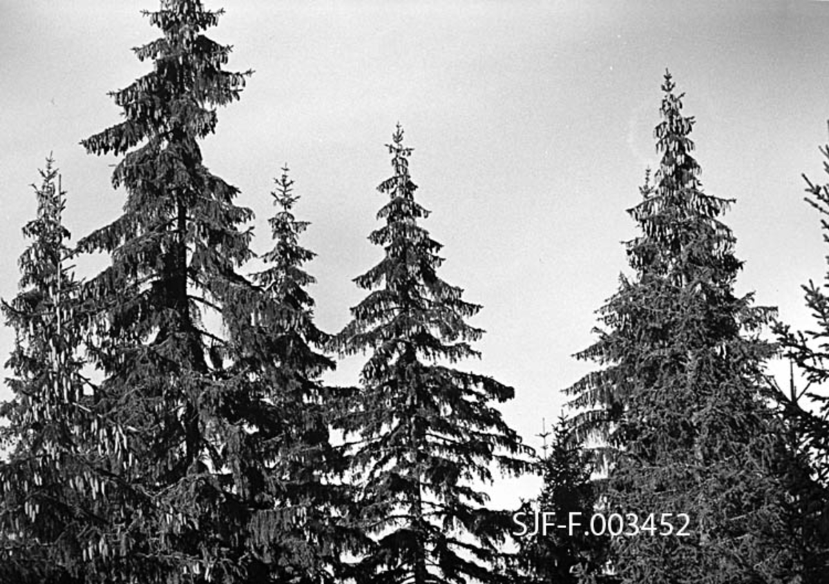 Konglebærende grantrær i Rokoberget i Løten høsten 1983.  Bildet er tatt mot toppene på fem-seks store graner med stor kongletetthet.  Fotografiet er tatt i samband med at Norsk Skogbruksmuseum skulle dokumentere konglesanking fra felte trær i det samme området. 