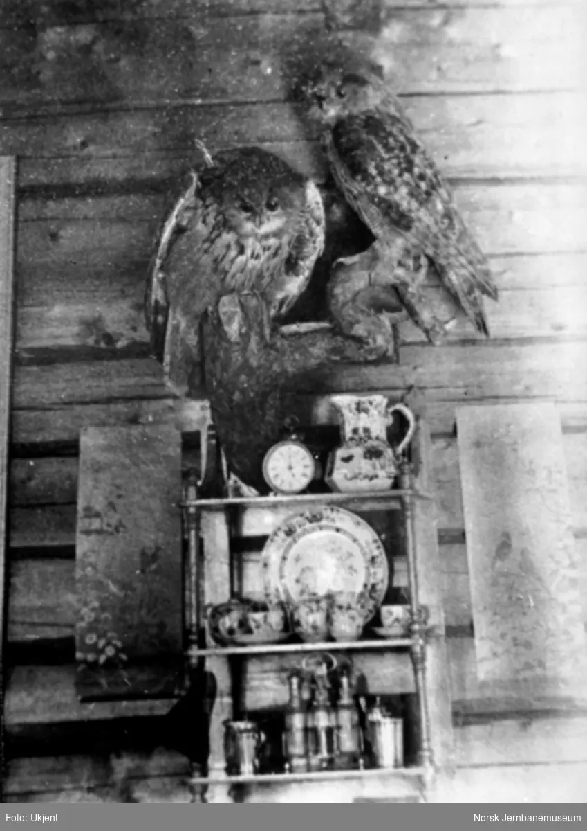 Kjøkkenhylle med to utstoppede ugler, trolig i Carl Abraham Pihls hjem