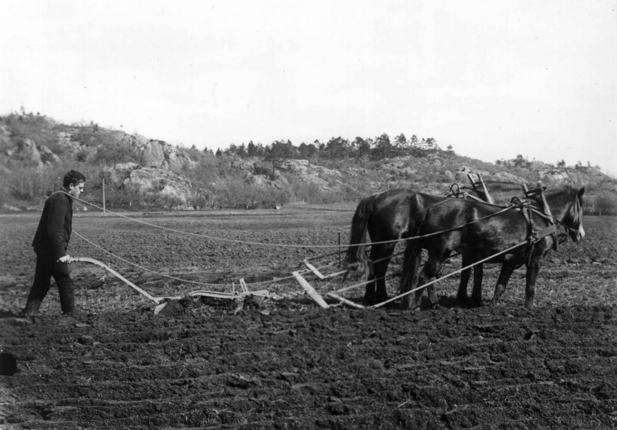 Kjos gård, Oddernes, Kristiansand, Vest-Agder, april 1919. Pløying med to hester, Reidar Willoch bak plogen på Alléstykket på Kjos.
