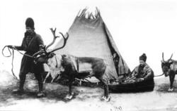Samer med reinsdyr og pulk foran et telt. Jämtland, Sverige 