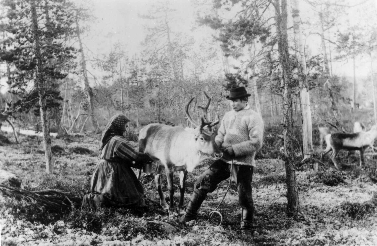 Melking av reinsdyr i skogen, Mutkavarre, Sør- Varanger, Finnmark, før 1900. Kvinnen er enaresamen Marit, Hendo-Antis datter.