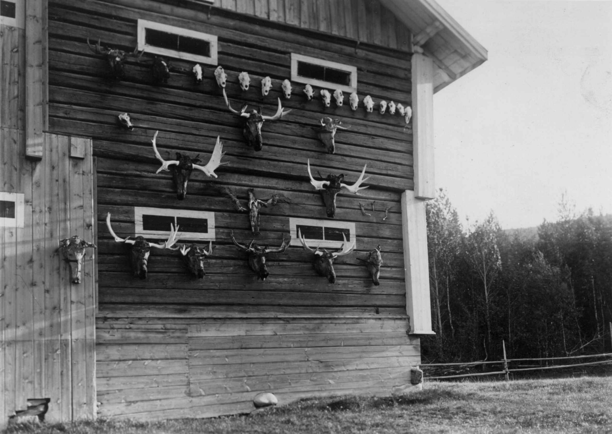 Jakttrofeer, gevir (antatt elg) og hodeskaller, festet til uthusvegg, ukjent sted.
Serie fotografert av Robert Collett (1842-1913), amatørfotograf og professor i zoologi.
