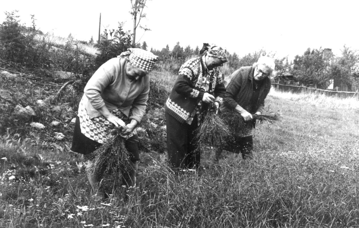 Lindyrking. Tre kvinner binder linbunter. Harstadsetra gård, Vestmarka, Eidskog, Hedmark 1975.