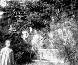 Fra Madeira (ant.), uklart naturmotiv med et barn t.v.
Seri