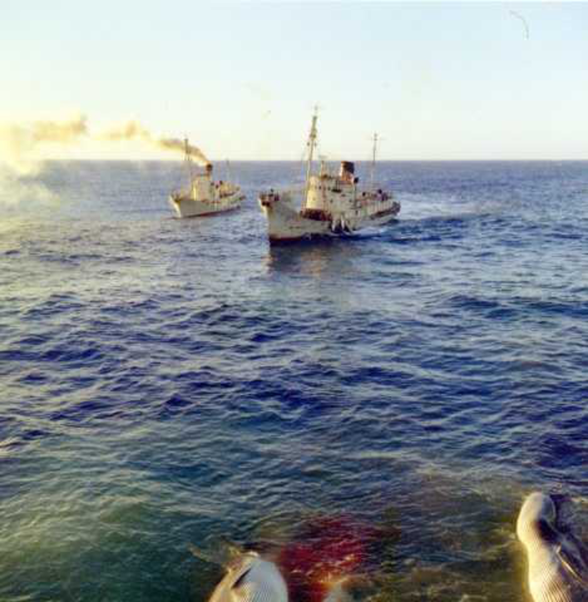 Kos. 31 og 32, 1961-62. Fotografiet er tatt utenfor kysten av Sør-Afrika.