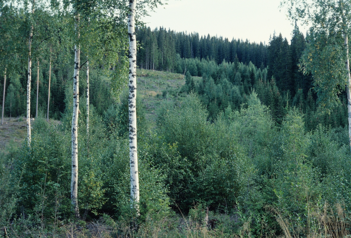 Neverhåndverk på Finnskogen og naturen i området. Illustrasjonsbilde fra Nye Bonytt 1977.