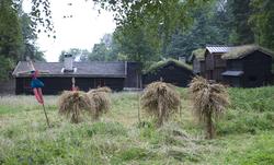 Norsk Folkemuseum, august 2010. Korn henger til tørk på korn