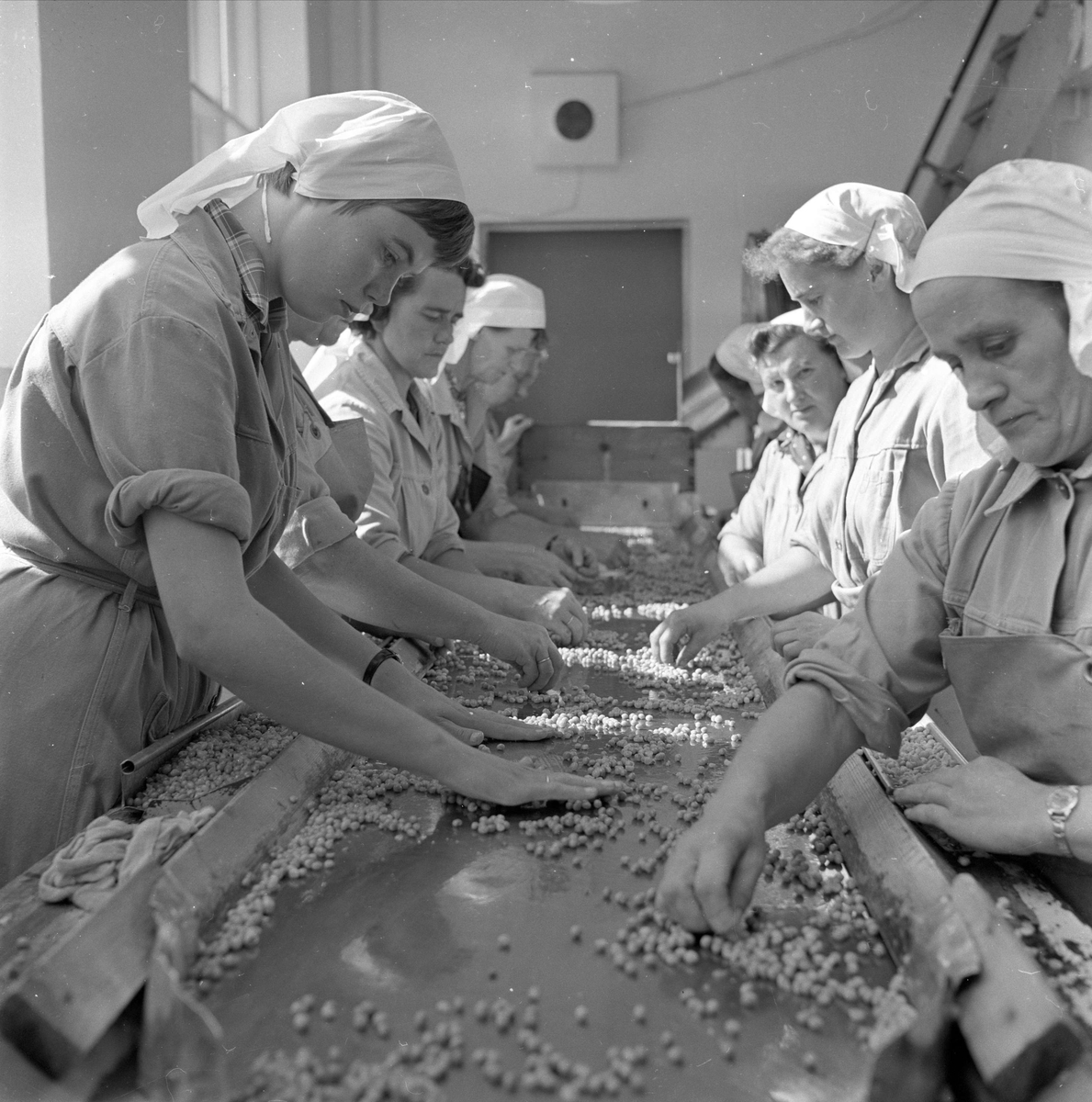 Brumunddal, august 1958, Nora Fabrikker,  produksjon, innhøsting og konservering. Kvinner ved samlebånd.