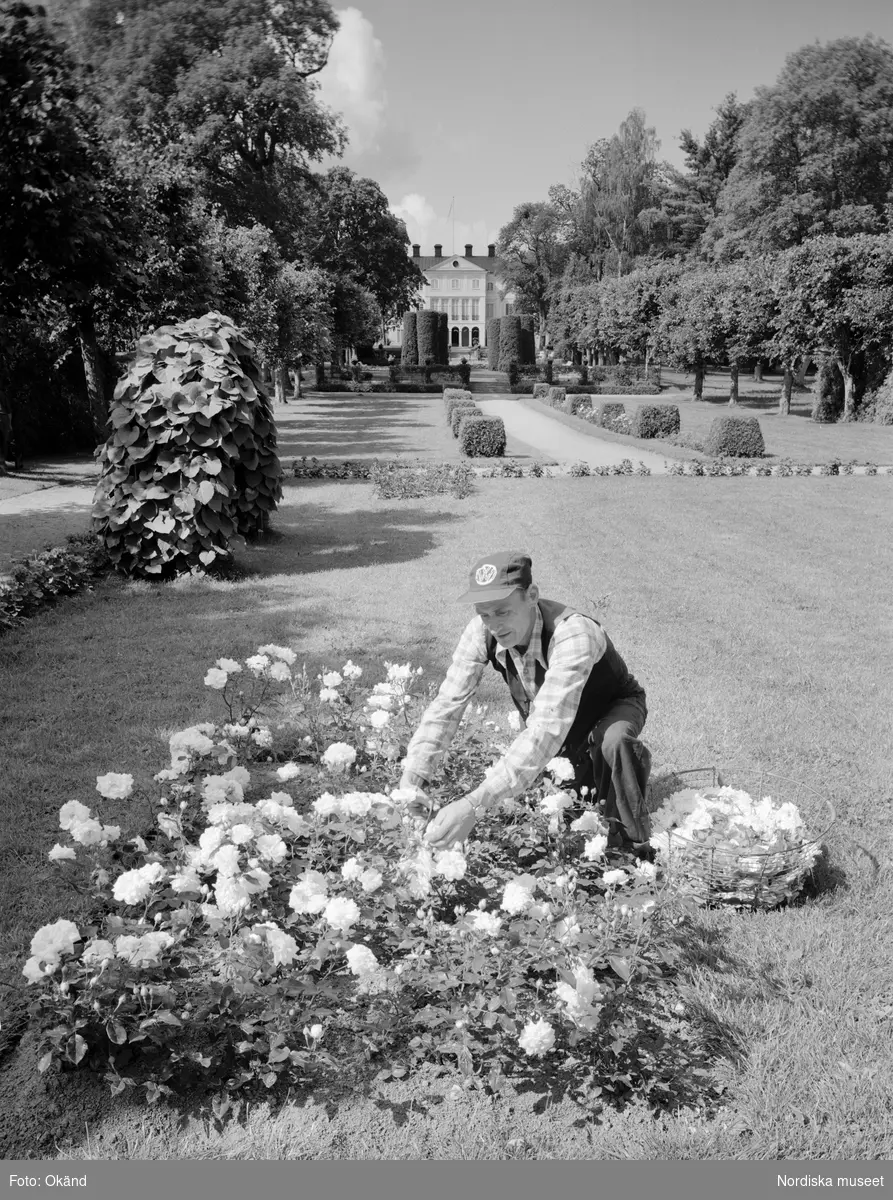 Arbete i trädgården på Julita gård i Södermanland. En man plockar blommor, rosor, som han lägger i en korg. Stilträdgård.