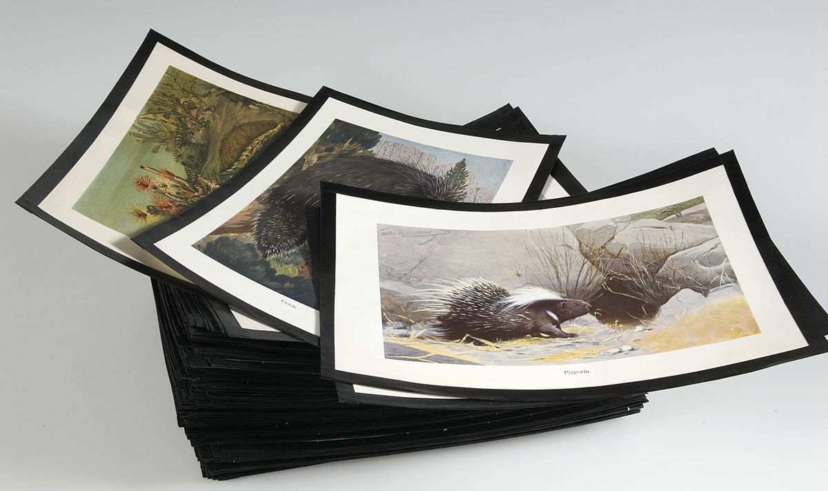 327 färgbilder och svartvita bilder föreställande djur och växter samt kartor över de olika arternas utbredning. Bilderna är förmodligen utplockade ur uppslagsverk.