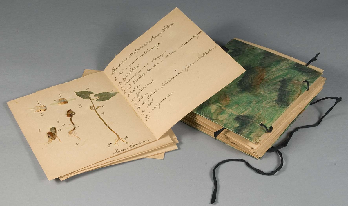 Botaniskt studiematerial, sk herbarium. Hopknuten pärm med torkade växter. Har innehållit en torkad abbore som numera är destruerad.


