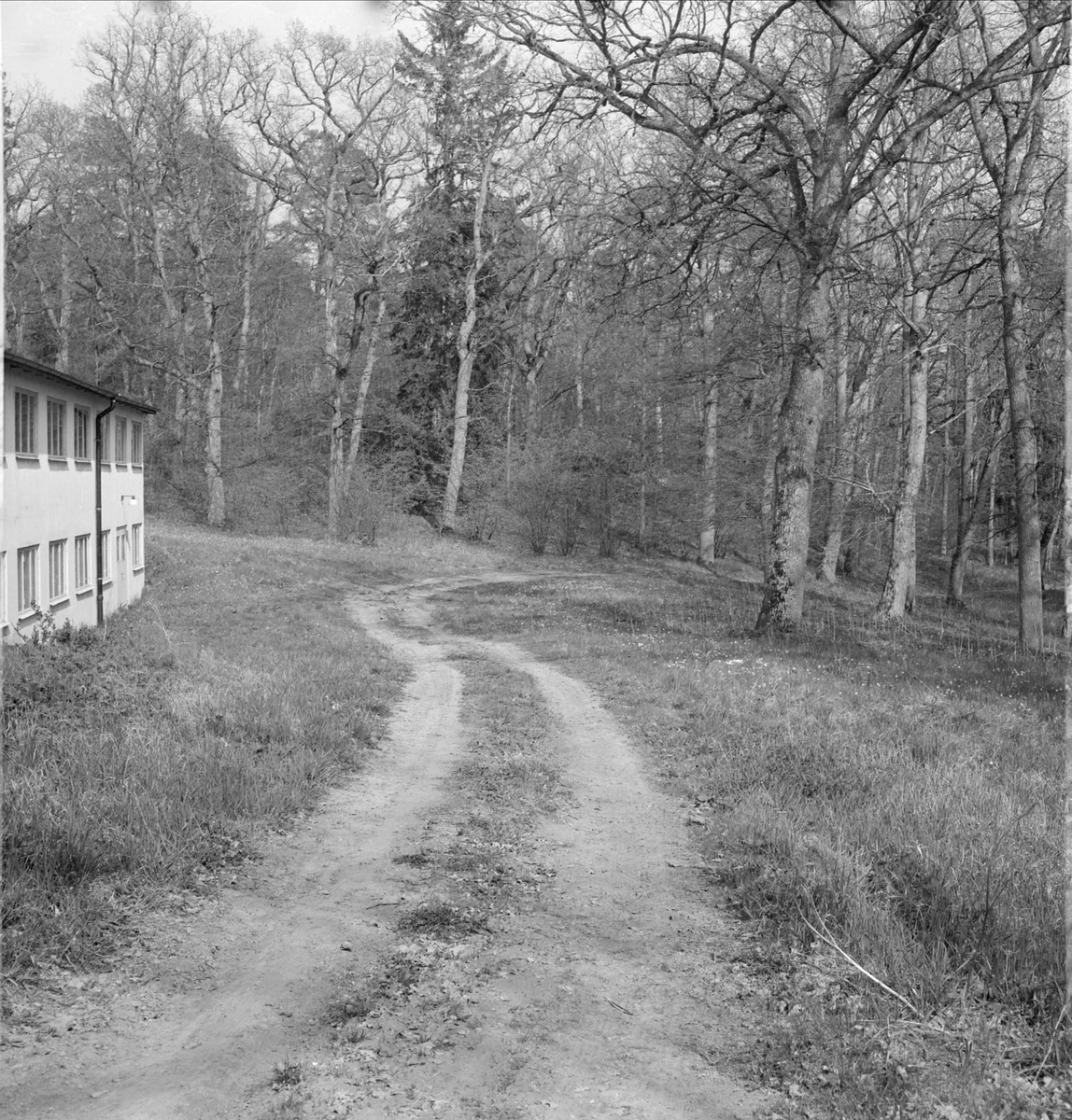 "Tidig majmorgon" - Wiks slottspark, Vik, Balingsta socken, Uppland maj 1965