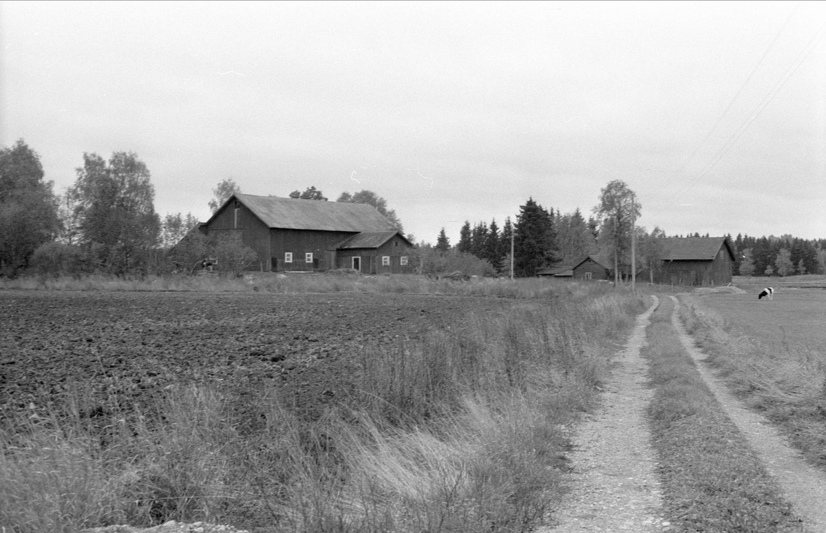 Lada och ladugård, Ängsholmen, Bälinge socken, Uppland 1983