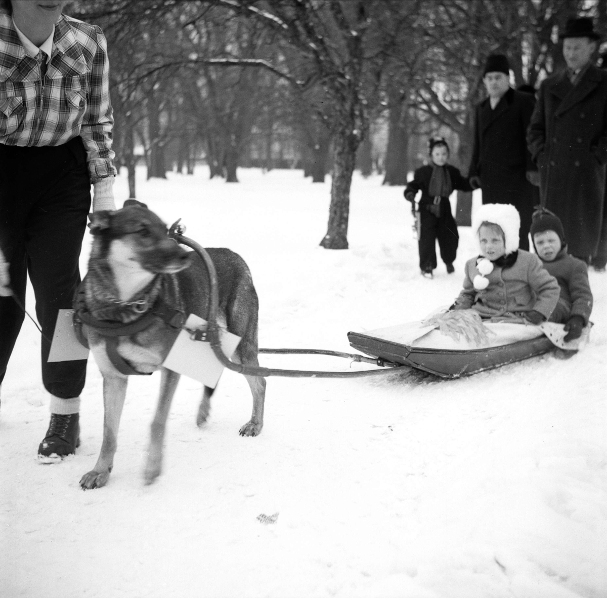 Svenska Brukshundklubbens Uppsalaavdelning har uppvisning, Uppsala mars 1946