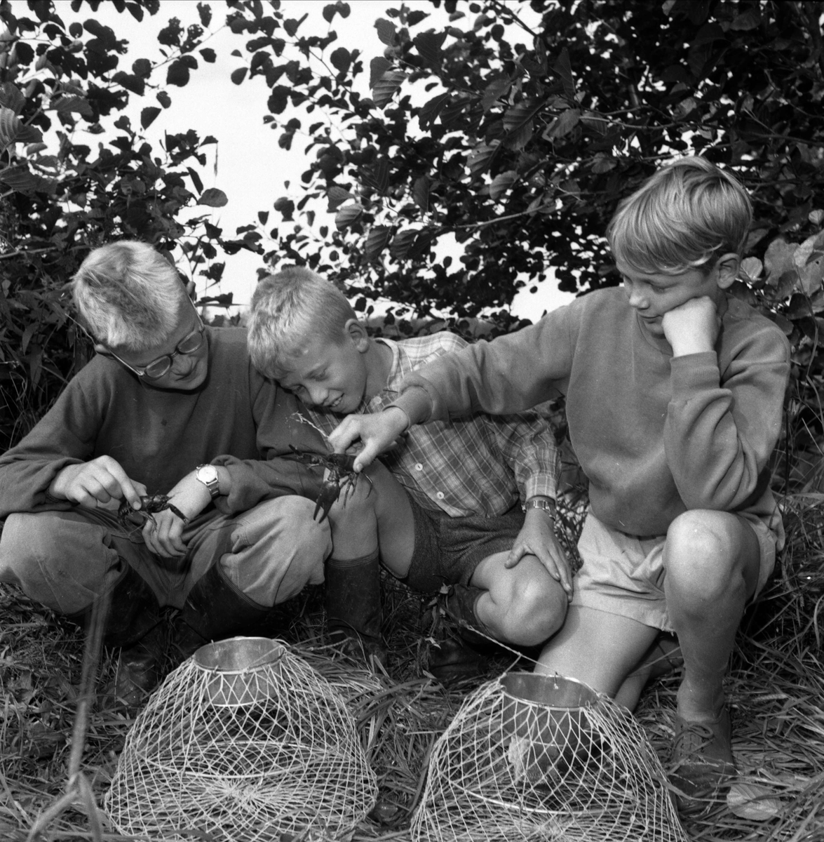 Kräftfiske i Uppland, 1953