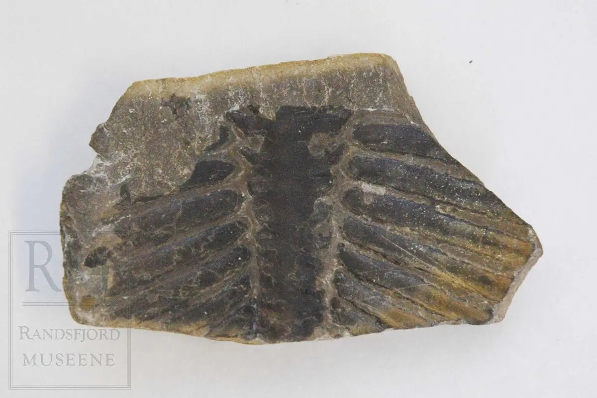 Fossilen er sannsynligvis en trilobitt. Langsgående striper i kanten på a) kan tyde på at at det er en stripestjert.