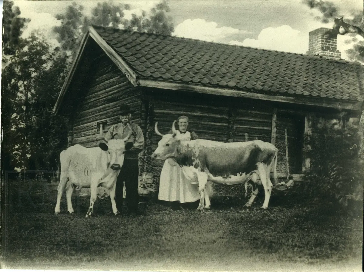 Ekteparet Amund Næs og Anne Næs med to kuer foran stua på Madsevollen