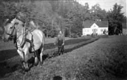 Hestepløying på Lille-Strædet i Finsland senere Marnardal.