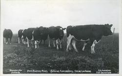 Landlig scene med melkekyr  - Buenos Aires.