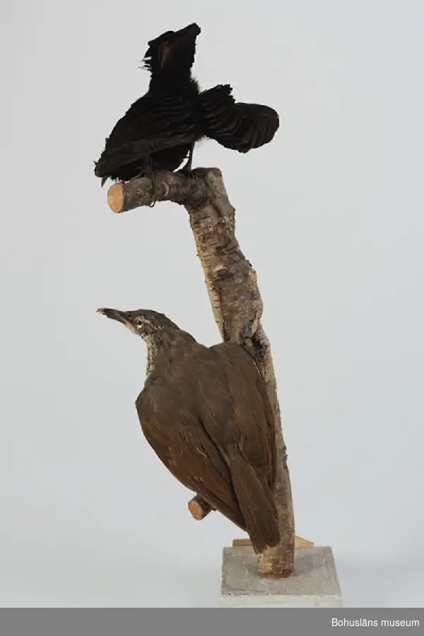 Grönfjällig sköldparadisfågel monterad på gren. Den nedre (UM003522) hona, den övre (UM003521) hane.

Gren fästad i vit sockel med etikett framtill.