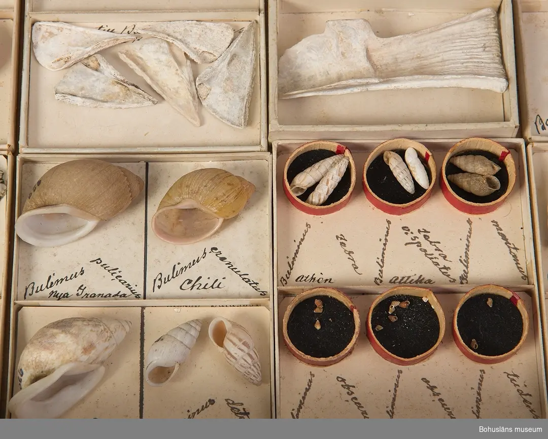 Samling med 1 937 nummer med snäckor och musslor från hela världen. 
Materialet ingår i snäck- och musselsamling  förvarad i specialbyggt mahognyskåp samt i backar och lårar med artbestämda snäckor ordnade i namngivna askar.

Se anteckningsbok där C.H.T. Lundgren förtecknat samlingen. En del av hans nummer syns också svagt på ett stort antal snäckor/musslor.
Anteckningsboken placerad under Uddevalla museum/U-a museiförening serie D2B:2.

Se också Bilagepärm UM031002 med research kring stationsinspektor C. H. T. Lundgren samt kopior ur Bohusläningen i november 1924 på hans dödsannons, dödsruna med mera.

Låda 1 har följande innehåll presenterat enligt ordningen:
Föremålsnummer i samlingen -  Vetenskapligt namn - Antal och Anmärkning

Adamsiella variabilis 3 Jamaica 
Adamsiella ignilabris 2 Jamaica 
Adamsiella grayana 1 Jamaika 
Adamsia typica 1 Australien 
Amphidromus polymorphus 1  
Amphidromus entobaptus 1  
Achatinella lorata 0 (2) Oahu. Två limmärken. Hawaii
Achatinella rosea 0 (1) Oahu. Limmärke.   Hawaii
Achatinella decora 0 (2) Oahu Hawaii
Achatinella splendida 0 (2) Oahu. Två limmärken.Hawaii
Amphidromus perversus v:leucoxanthus 1 Siam Thailand
Amphidromus perversus 1 Celebes 
Amphidromus perversus v:chloris 1 Celebes 
1232 Amphidromus interuptus 1  
Amphidromus interuptis v:Sultanus (unge)moluccae 1  
615 Amphiperas oviformis 1 Moluckerna
Amphiperas verrucosa 1 Philippinerna
1079 Amphiperas gibbosa 1 Wäst Indien
Acavus phoenix v:albida 0 (2) Två limmärken
Actaeon affinis 1 Australien
Actaeon tornatilis 1 Australien
Actaeon solidulus 1 Philippinerna
1561 Actaeon coccinatus 1 Philippinerna
1326 Acavus phoenix 1 Ceylon 
Acavus haemastoma v:conus 1 Ceylon 
1327 Acavus Waltoni 1 
Acavus haemastoma v:melanotragus 0 (1) Limmärken
Ampularia ampulacea 1 
Ampularia carinata 1 
Acmaea saccharina 2 Japan 
Acmaea testudinalis 5 
Acmaea parasitica 2 Coquimbo Chile
1627 Acmaea placcata 1 Nya Zeland 
1628 Acmaea persona 2  
Aemaea seabra 1 Kalifornien 
Achatinella vulpina 1 Oahu    Hawaii
Achatinella v:adusta 0 (1) Oahu. Limmärke   Hawaii
Achatinella v:castanea 0 (1) Oahu. Limmärke Hawaii
Achatinella apicata 0 (1) Oahu. Limmärke Hawaii
Achatinella crassa 1 Sandwith   Sandwichöarna ?, äldre namn på Hawaii
Achatinella byroni 0 (1) Oahu. Limmärke   Hawaii
Acmaea penicillata 2 Coquimbo   Chile
Acmaea araucana 2 Valparaiso  Chile
Amphibola avellana 0 (1) New. Zeland. Limmärke 
Amphibola quoyana 1 (2) New-South Wales. Limmärke Australien
1630 Acmaea scutum 1 Coquimbo  Chile
1631 Acmaea striata 1 Philippinerna 
Amfallita hova 1 Madagasar. Amfallita? 
Aperostoma dysoni 1 Mexico 
Amastra tristis 1 Oahu Hawaii
Amastra citrina 1 Hawaii 
Columbella ligula 0 (1) Limmärke 
Columbella bidentata 1 Australien 
Columbella blanda 1  
Columbella nitida 5  
Conus nomocanus 1 Röda Hafvet 
Conus nomocanus v:Laevigata 1 Laevigata? 
Conus mediterraneus 1 Lossnad. 
Conus acuminatus 0 (1) Röda hafvet. Limmärke 
Conus caldeus 1 Lossnad. Frågetecken med blyerts. Caldeus? 
Okänd 4 (5) Limmärke 
Conus striatus 0 (1) Ind. Oceanen. Fastsättningsanordning kvar. 
Conus figulinus 1 Philippinerna 
Conus eburneus 2 Ceylon
Conus carlifornicus 2 Californien. Lossnade.
Conus roseus 1 Java
Conus nussatella 1 Mauritius
Conus terebellum 1 Philippinerna