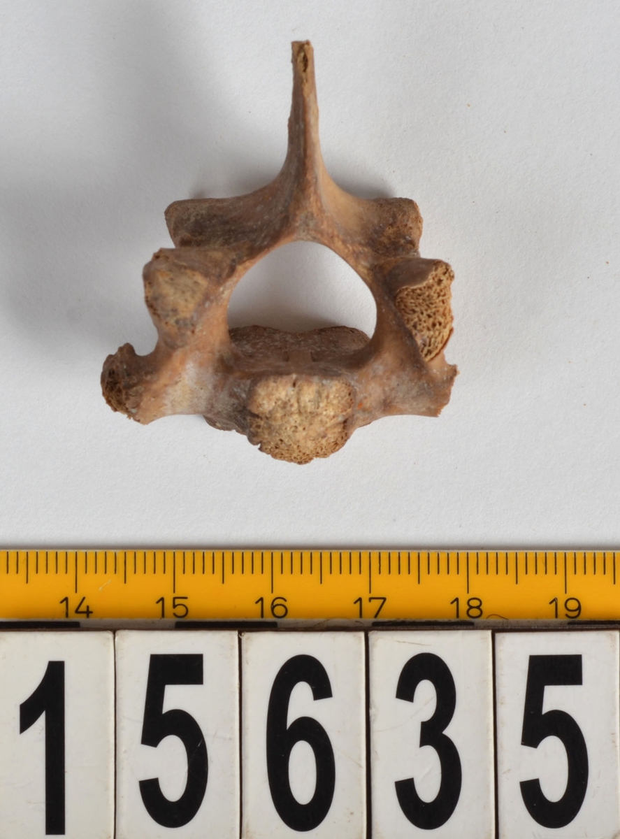 Ben från får/get (Ovis aries/Capra hircus.
1 st. halskota (vertebrae cervicale).
3 st. bröstkotor (vertebrae thoracale).
1 st. ledyta till strålben (epifys av radius).
1 st. skulderblad (scapula).
1 st. del av bäckenben (pelvis).
22 st. delar av revben (costae).
3 st. fragment av revben (costae) från unga djur.
2 st. ledytor till kotkroppar (vertebrae) från unga djur.