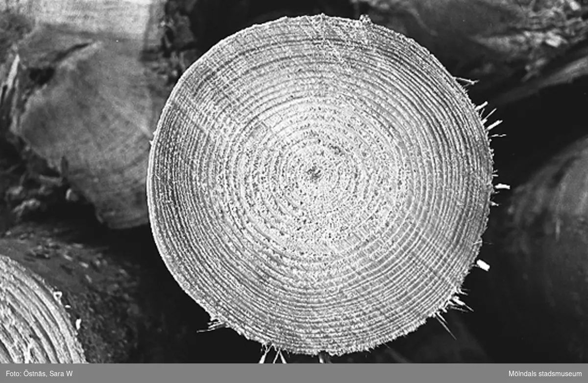 Detalj av trävirke, 1980-tal.
Bilden ingår i serie från produktion och interiör på pappersindustrin Papyrus.