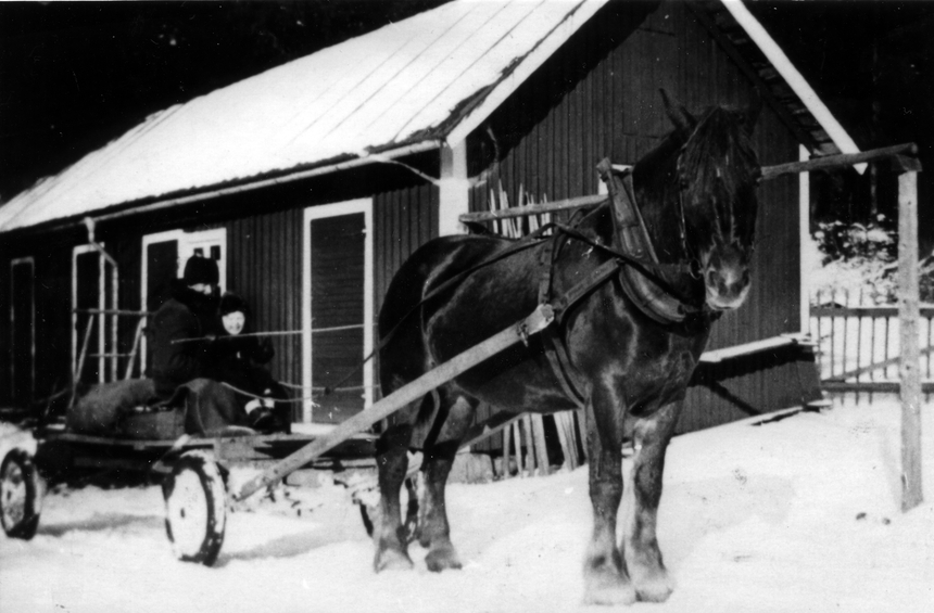 Albin Holm efterträdde sin far som lantbrevbärare 1939, på linjen
Vrigstad - Horveryd - Hjärtetorp - Gettersryd - Bjällebo - Virestorp
- Porsamålen - Trismålen - Åkaköp - Vrigstad. Han körde turen varje
dag oftast med moped eller cykel, på vintern med häst och kärra. Han
pensionerades 1961. På bilden från 1945, tagen på gårdsplanen till
hans hus, är han redo för sin tur. Hyresgästens son, Lars-Åke, får ta
en "låtsastur" med hästen.