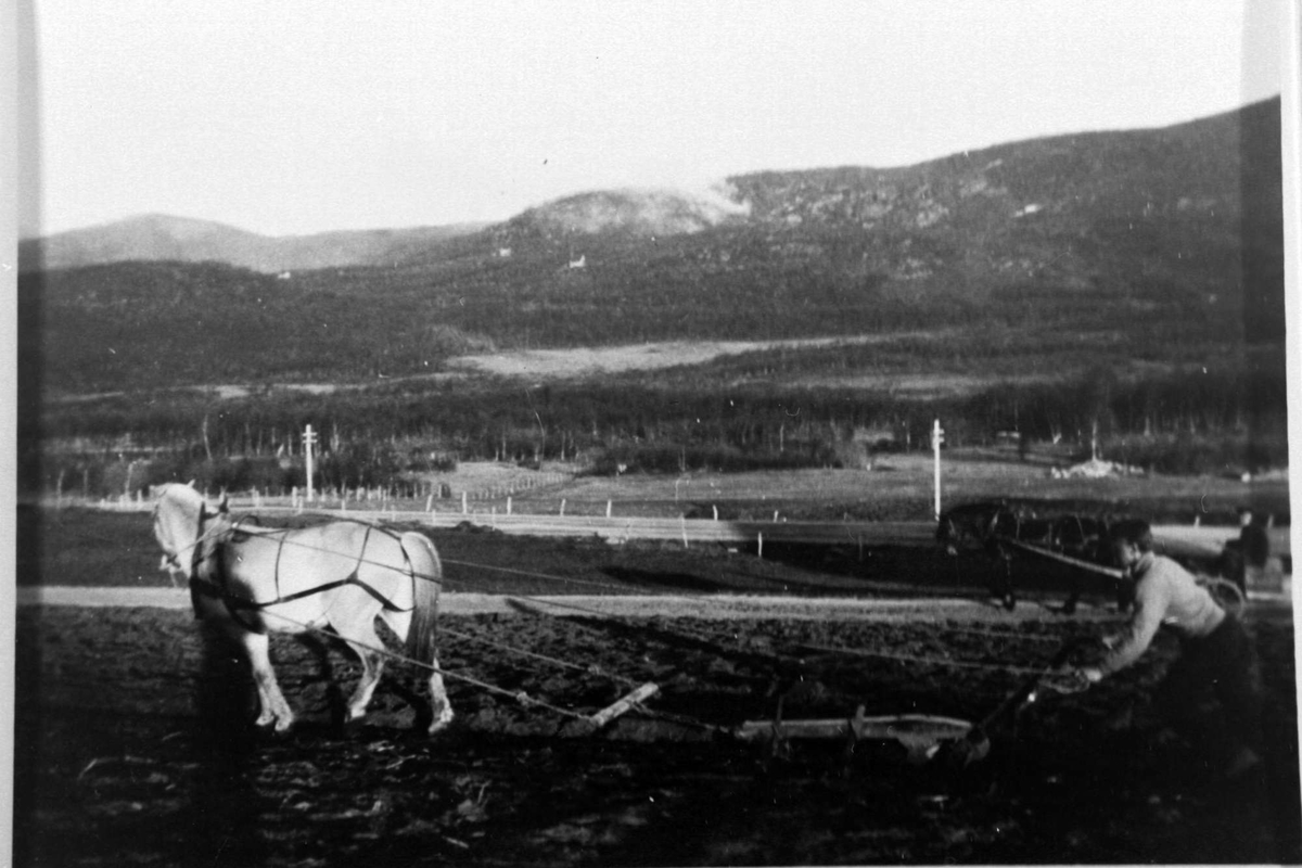 Mann Pløyer Med Hest Bakenfor Sees En Mann Som Kjører En Med Hest Og Vogn På Veien I 