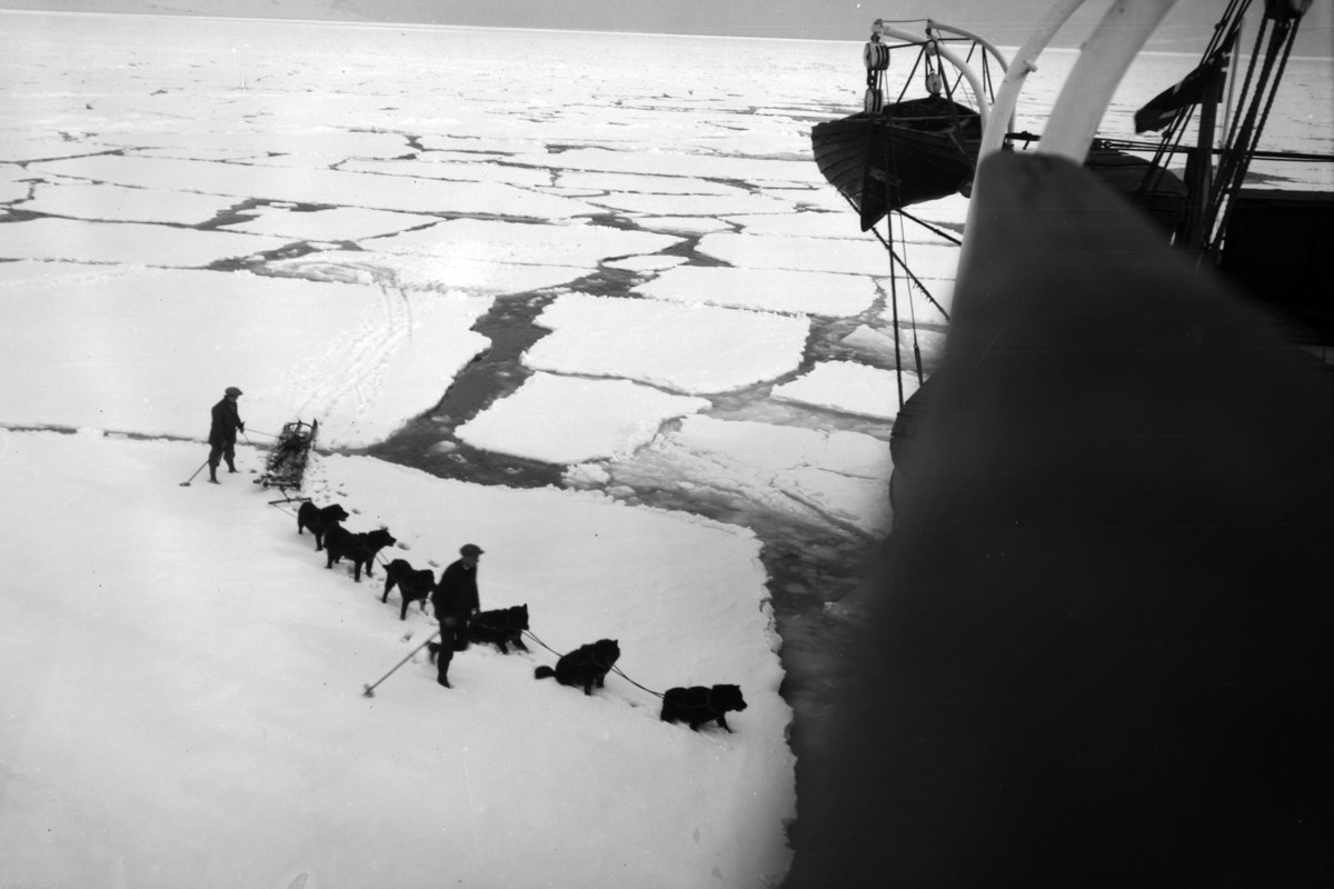 Hundespann på isen et sted ved Svalbard. I forgrunnen til høyre d/s "Forsete", som tilhørte Store Norske.