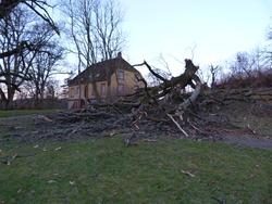 Orkanen Berit velter eiketre på Berg.