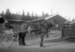 Hingsteutstilling på Smestadmoen. "Solungen". Bygninger. Man