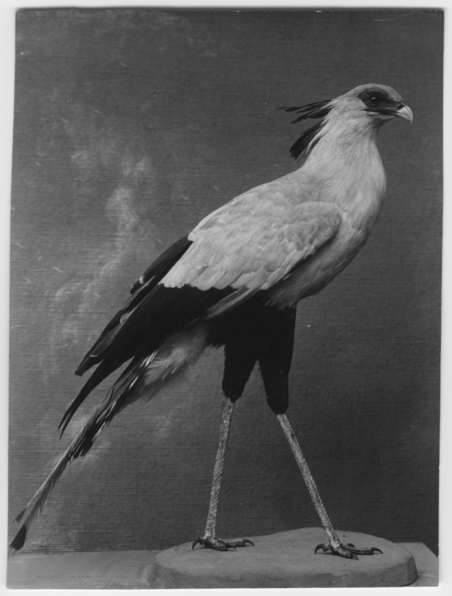 'Monterad Sagittarius serpentarius hane adult, (sekreterarfågel). :: Fynddatum: 1912-05-24.'