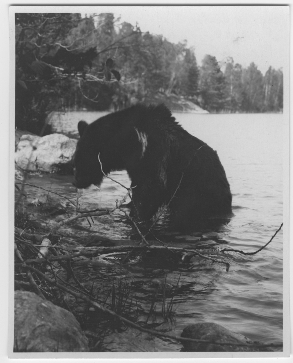 'Blöt björn sittnade i sjökant, vid stenblock. Vy med hav och barrskog. ::  ::  :: Ingår i serie med fotonr. 1751-1759.'