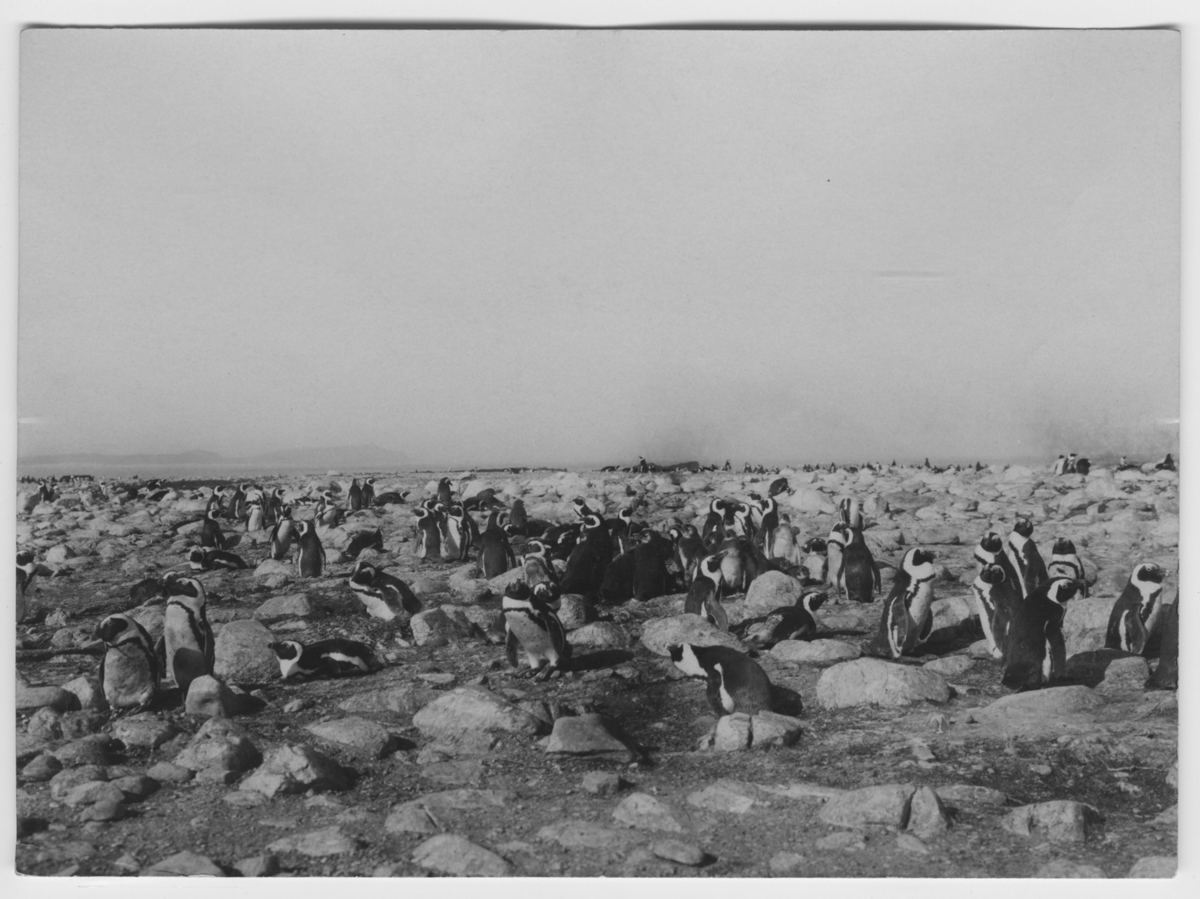'Pingviner, koloni,  på land. ::  :: Ingår i serie med fotonr.167-179, 181-184, 186-191, 193-196, 198-203 samt 205-215 med foton från Hilmer Skoogs expedition till Sydafrika år 1912-1913.'